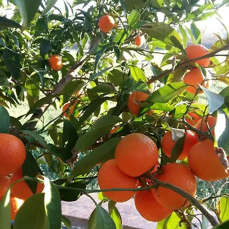 Apartment Zelena Oaza